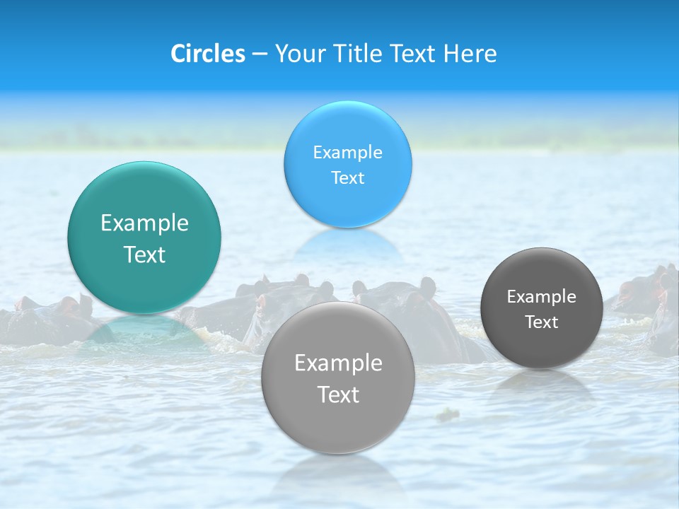 Continent Alertness Hippopotamus PowerPoint Template