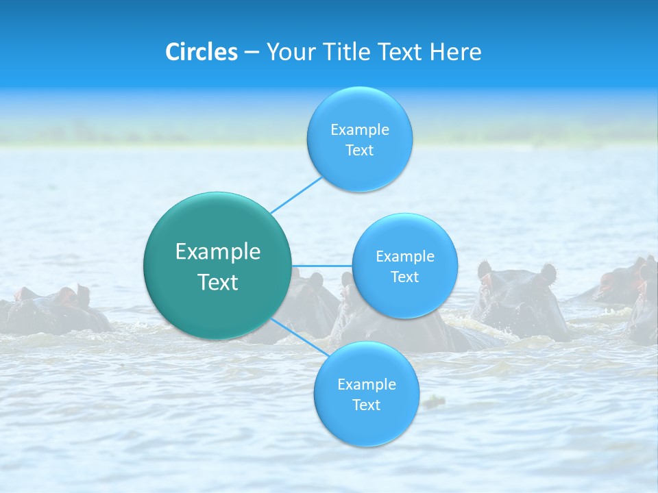 Continent Alertness Hippopotamus PowerPoint Template