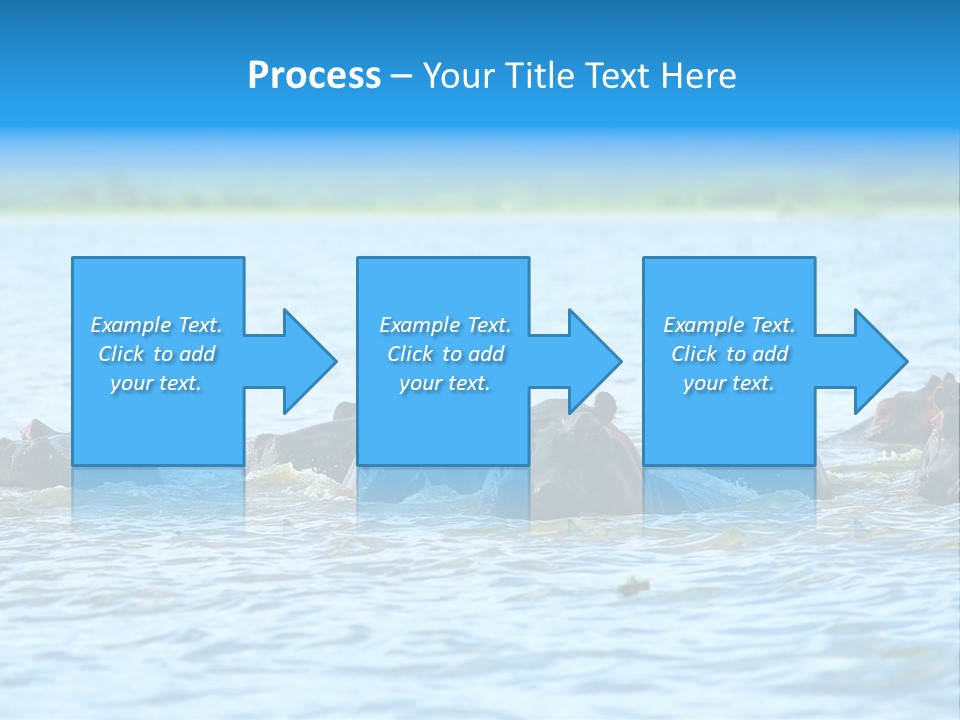 Continent Alertness Hippopotamus PowerPoint Template