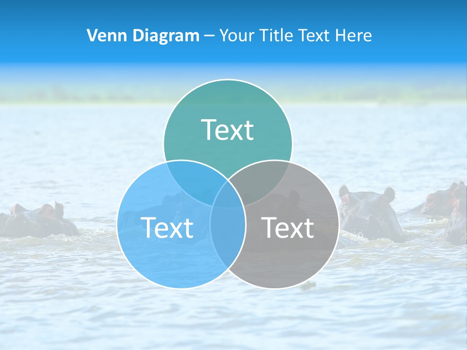 Continent Alertness Hippopotamus PowerPoint Template