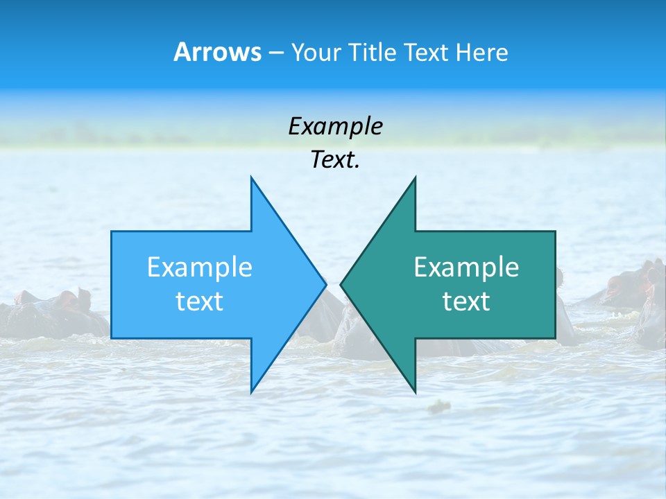 Continent Alertness Hippopotamus PowerPoint Template