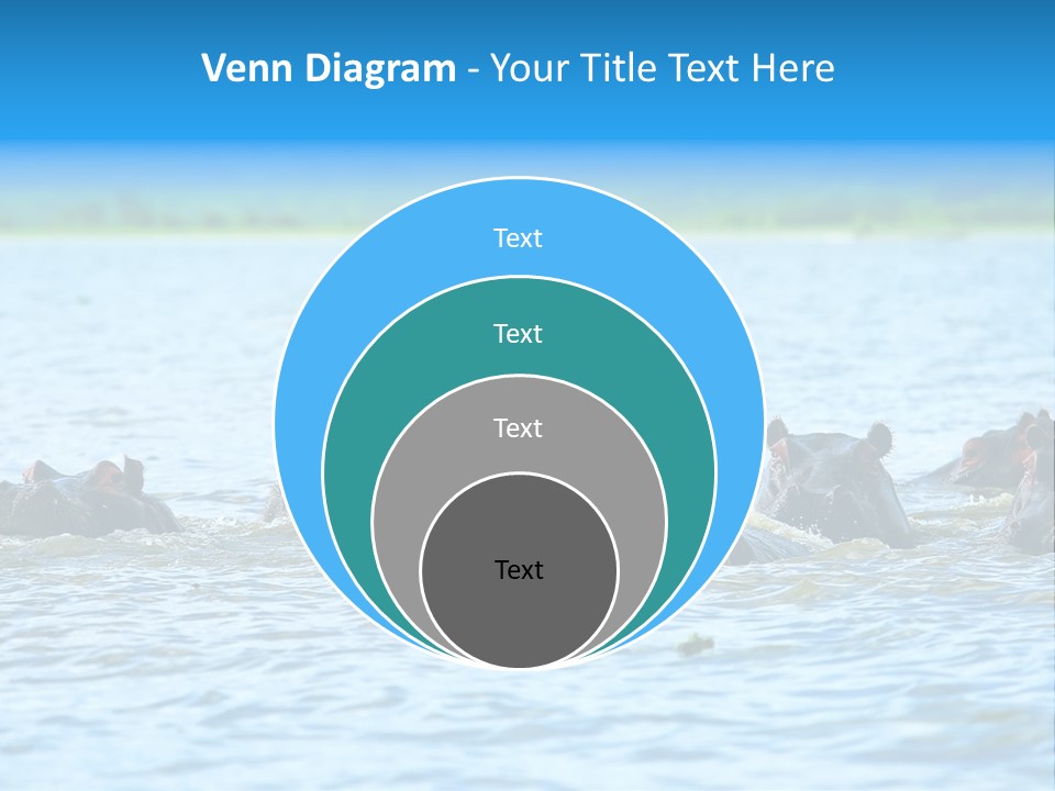 Continent Alertness Hippopotamus PowerPoint Template