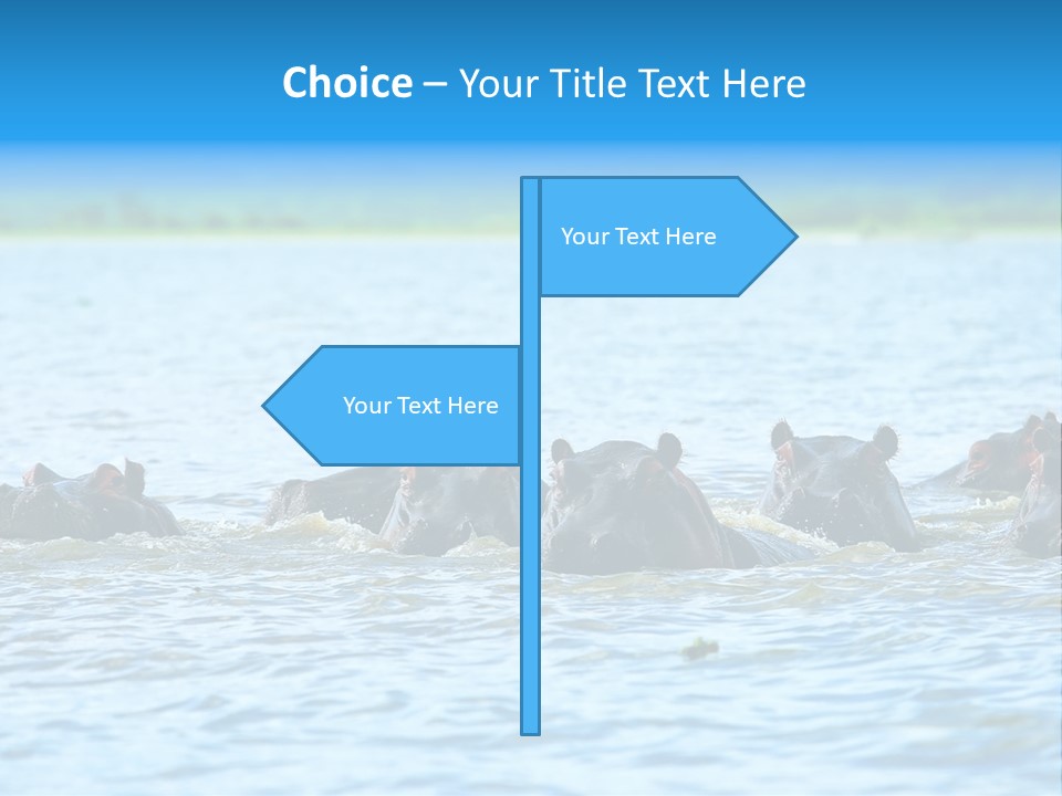 Continent Alertness Hippopotamus PowerPoint Template