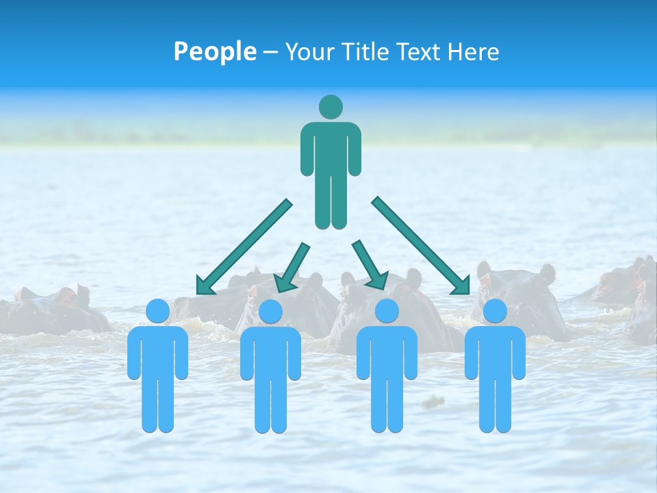 Continent Alertness Hippopotamus PowerPoint Template