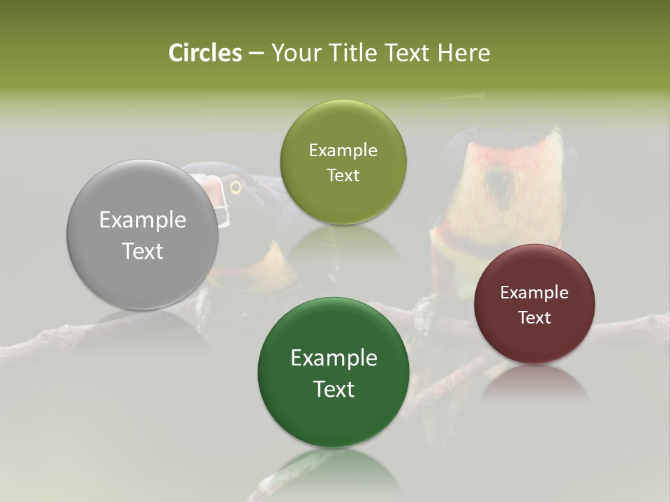 A Couple Of Birds Sitting On Top Of A Tree Branch PowerPoint Template