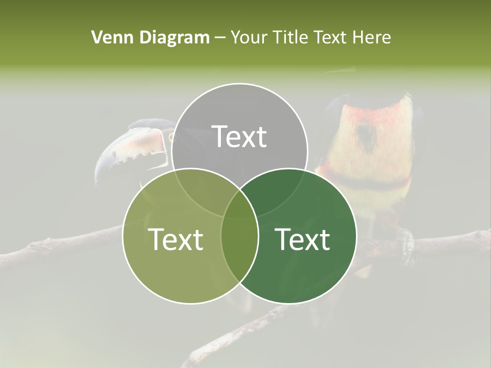 A Couple Of Birds Sitting On Top Of A Tree Branch PowerPoint Template