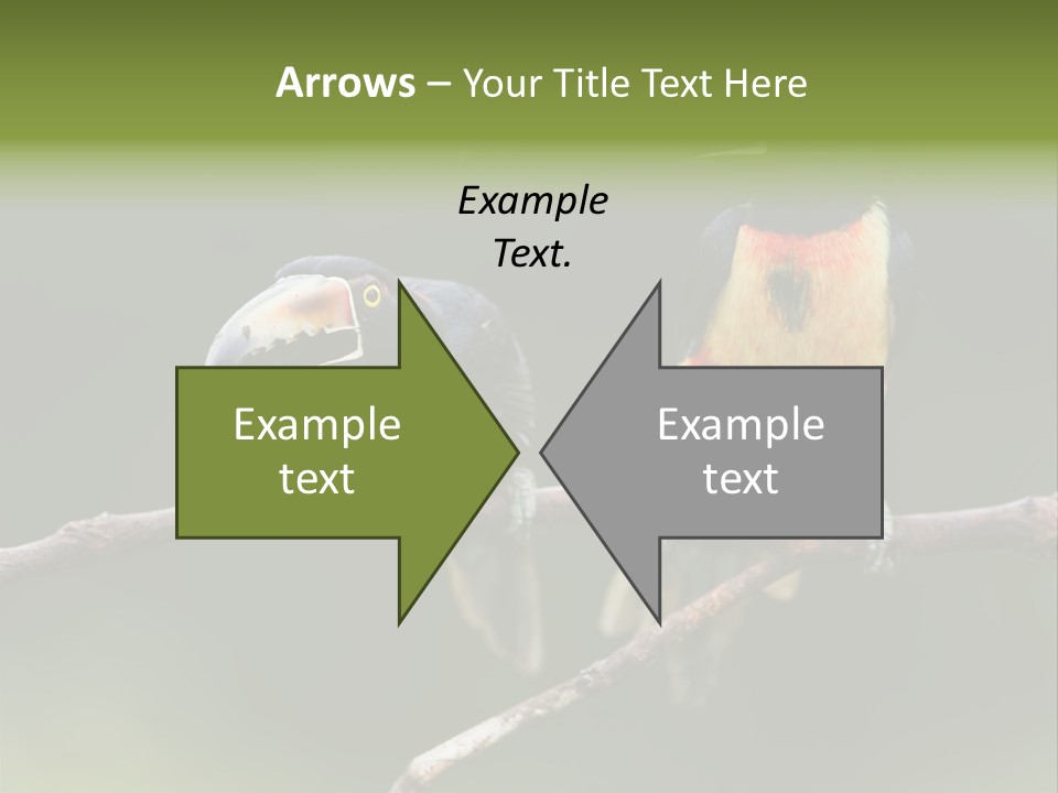 A Couple Of Birds Sitting On Top Of A Tree Branch PowerPoint Template