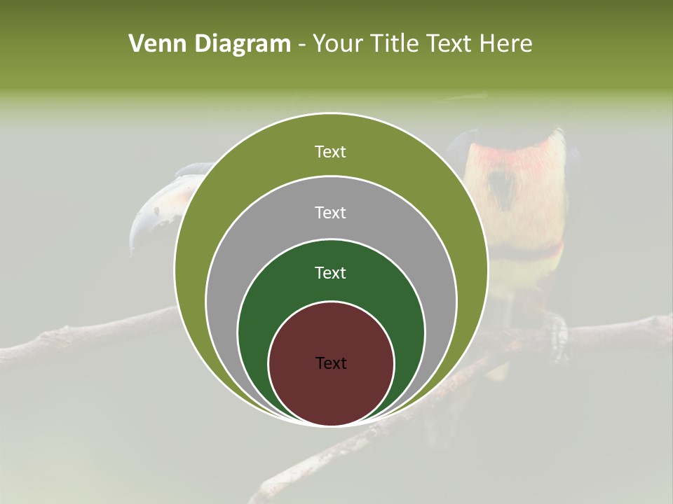 A Couple Of Birds Sitting On Top Of A Tree Branch PowerPoint Template