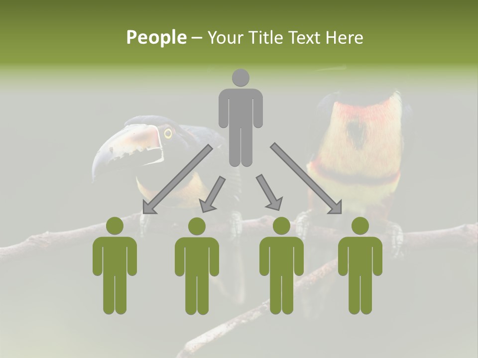 A Couple Of Birds Sitting On Top Of A Tree Branch PowerPoint Template