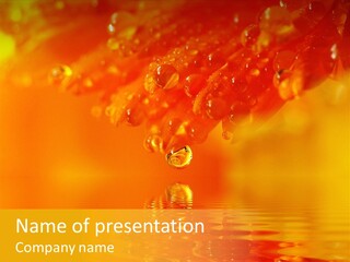 Water Drops Beads Background PowerPoint Template