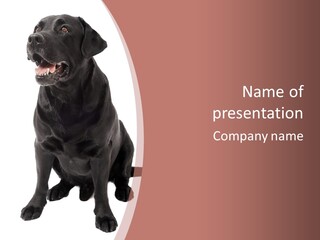 Pets Sitting Horizontal PowerPoint Template