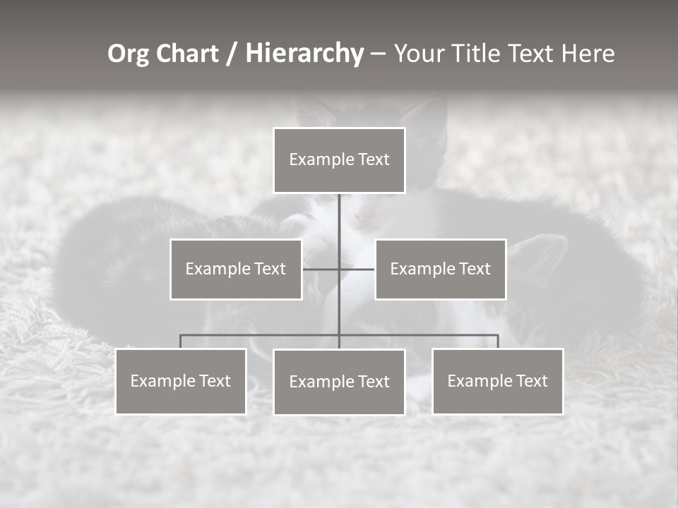 Born Hair Curious PowerPoint Template