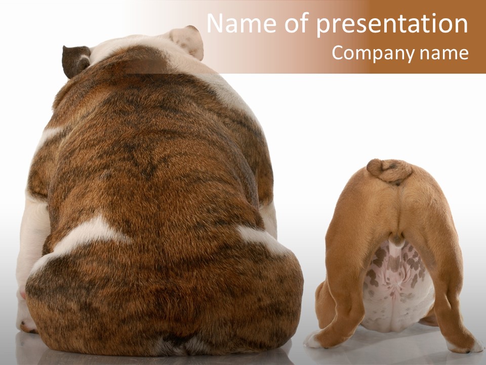 Part Bulldog Rump PowerPoint Template