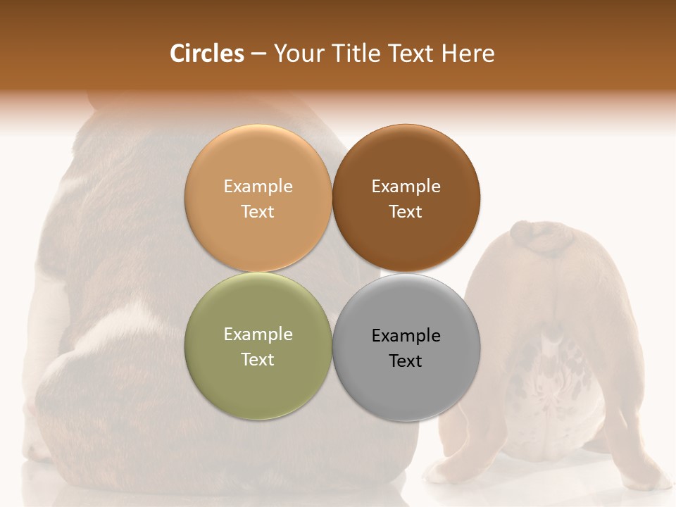Part Bulldog Rump PowerPoint Template