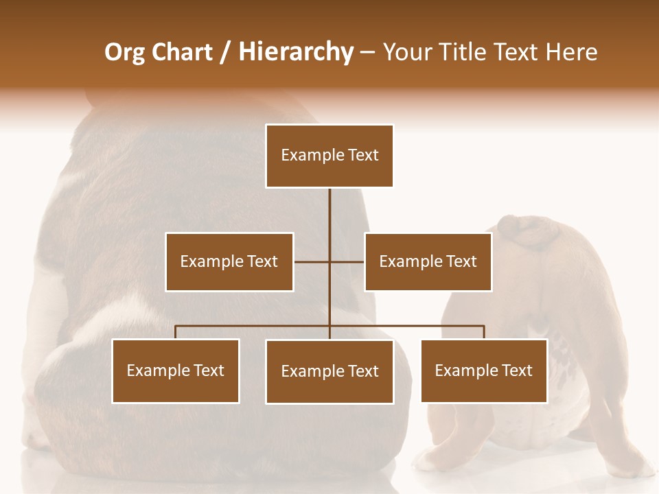 Part Bulldog Rump PowerPoint Template