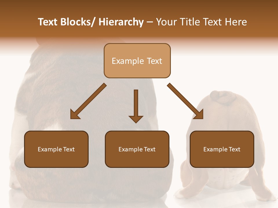 Part Bulldog Rump PowerPoint Template