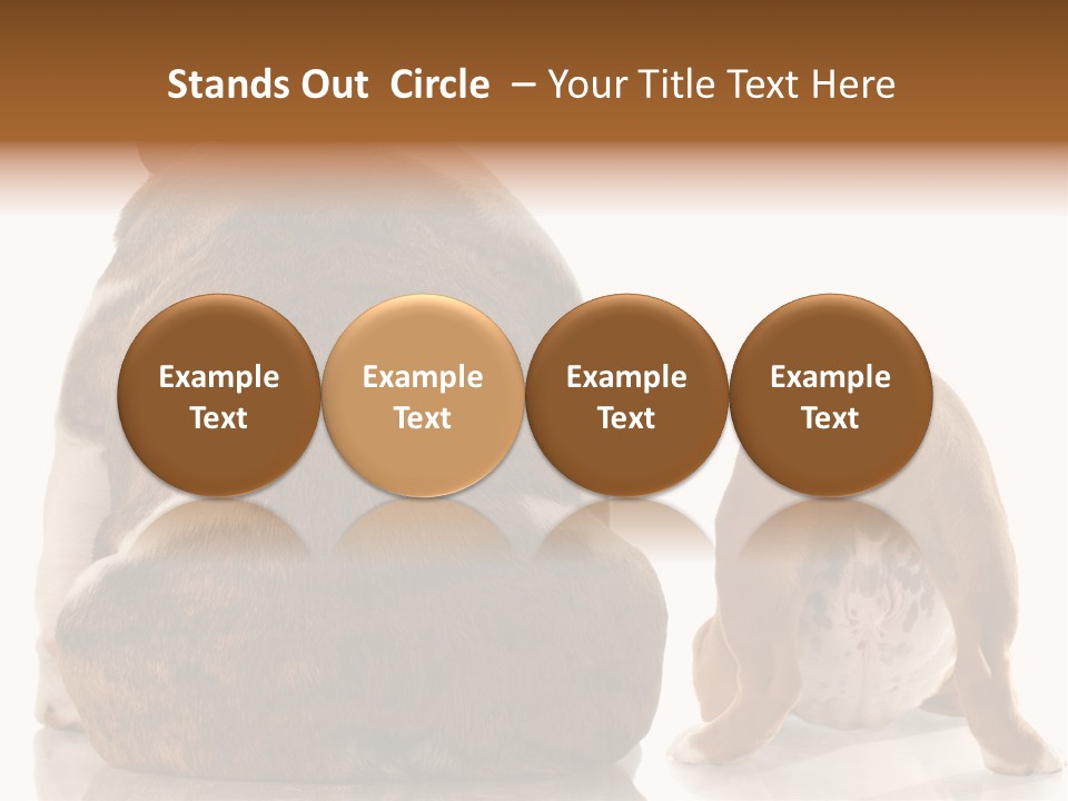 Part Bulldog Rump PowerPoint Template