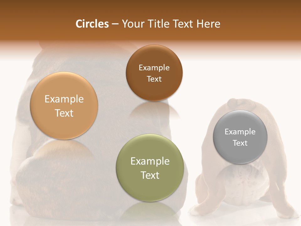 Part Bulldog Rump PowerPoint Template