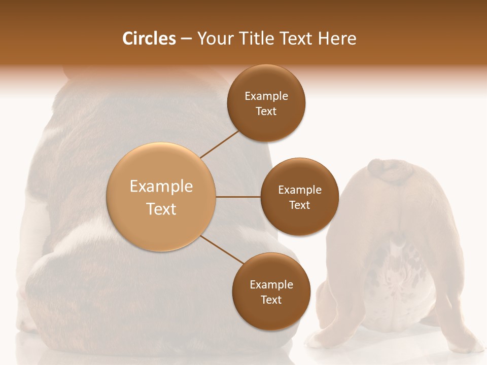 Part Bulldog Rump PowerPoint Template