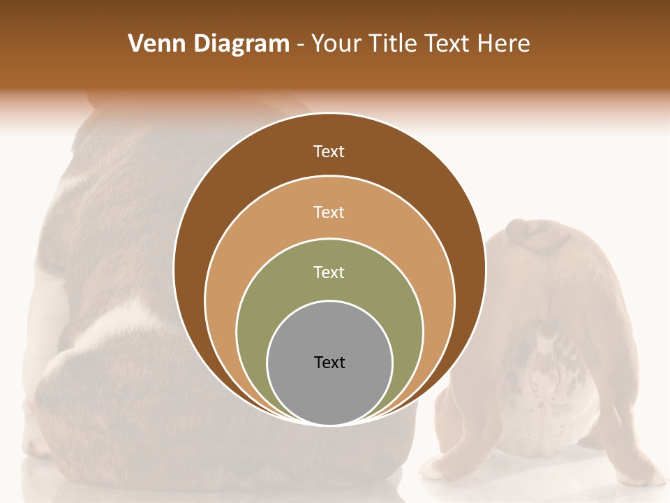 Part Bulldog Rump PowerPoint Template