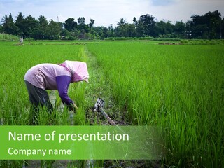 Food Countryside Farmer PowerPoint Template