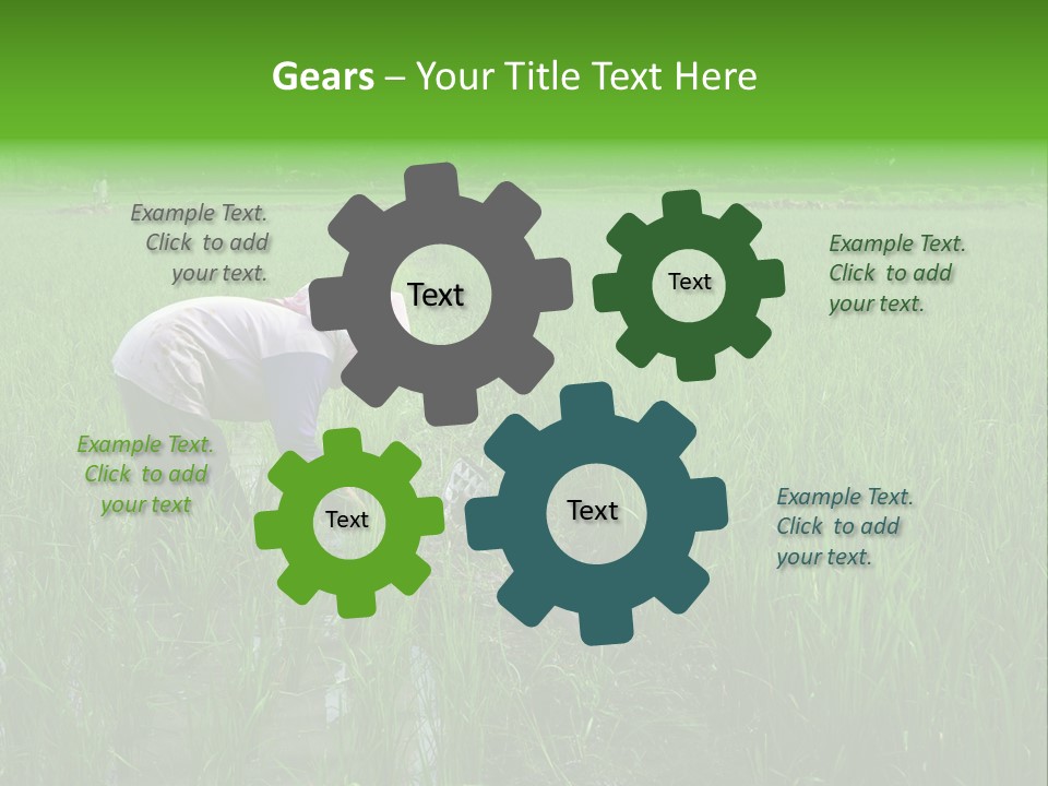 Food Countryside Farmer PowerPoint Template