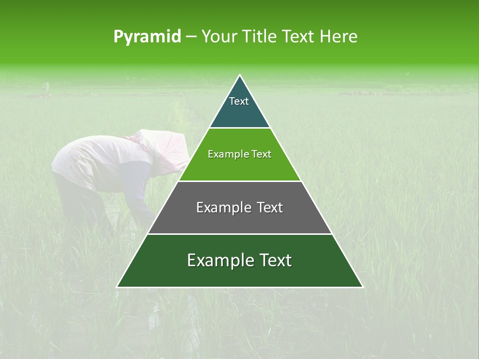 Food Countryside Farmer PowerPoint Template