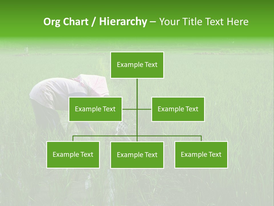 Food Countryside Farmer PowerPoint Template