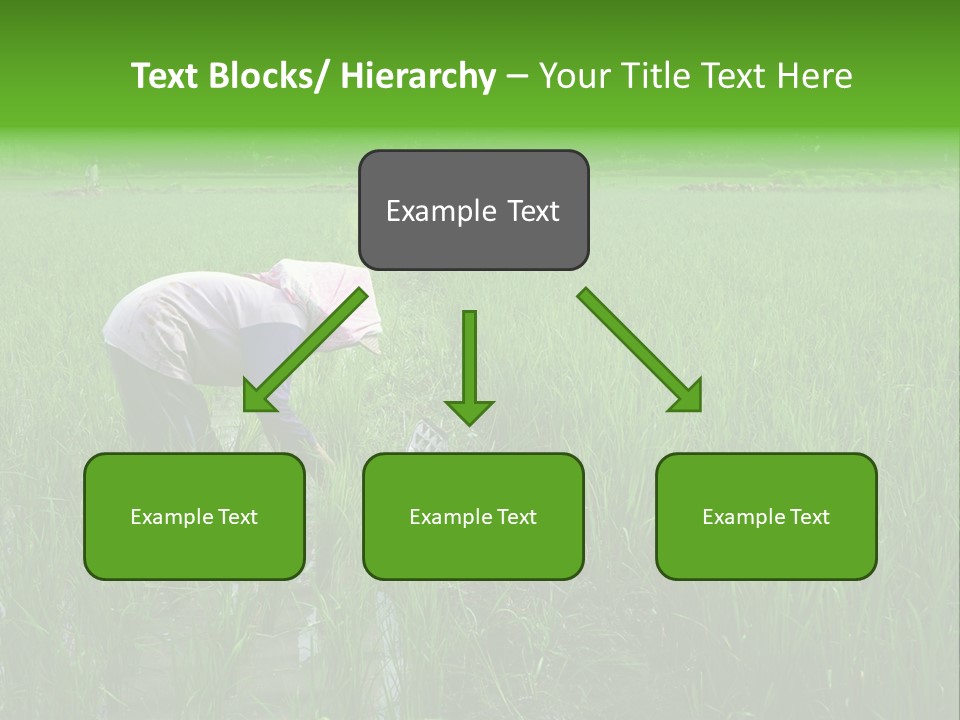 Food Countryside Farmer PowerPoint Template