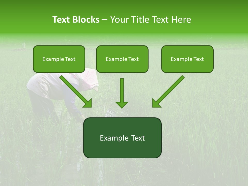 Food Countryside Farmer PowerPoint Template