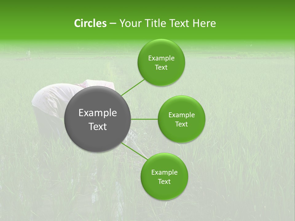 Food Countryside Farmer PowerPoint Template