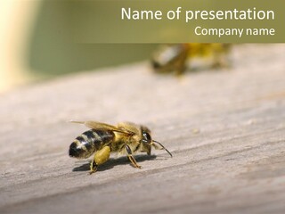 A Group Of Bees Sitting On Top Of A Wooden Table PowerPoint Template