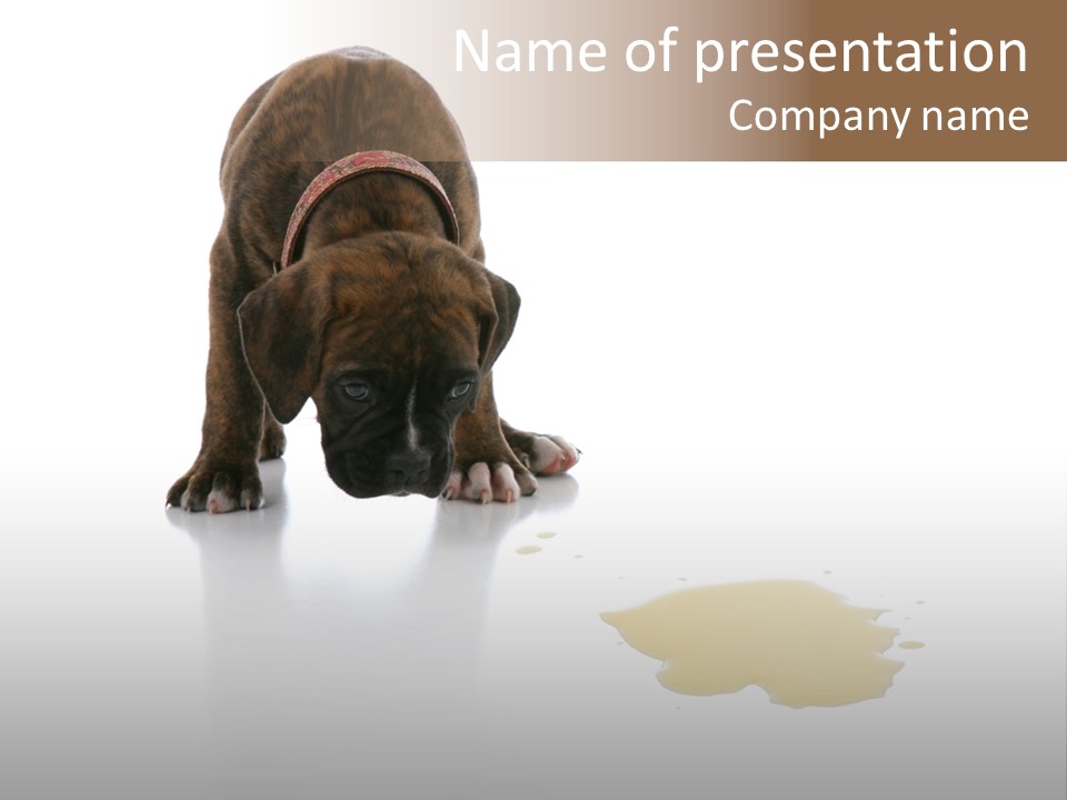 Isolated Potty Pet PowerPoint Template