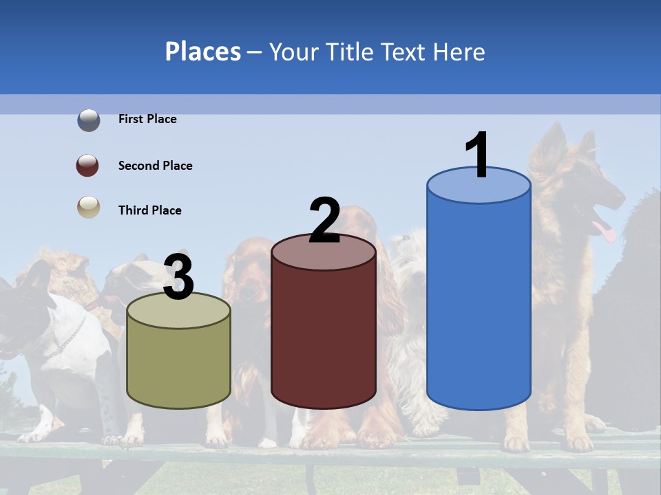 Maltese King Beautiful PowerPoint Template