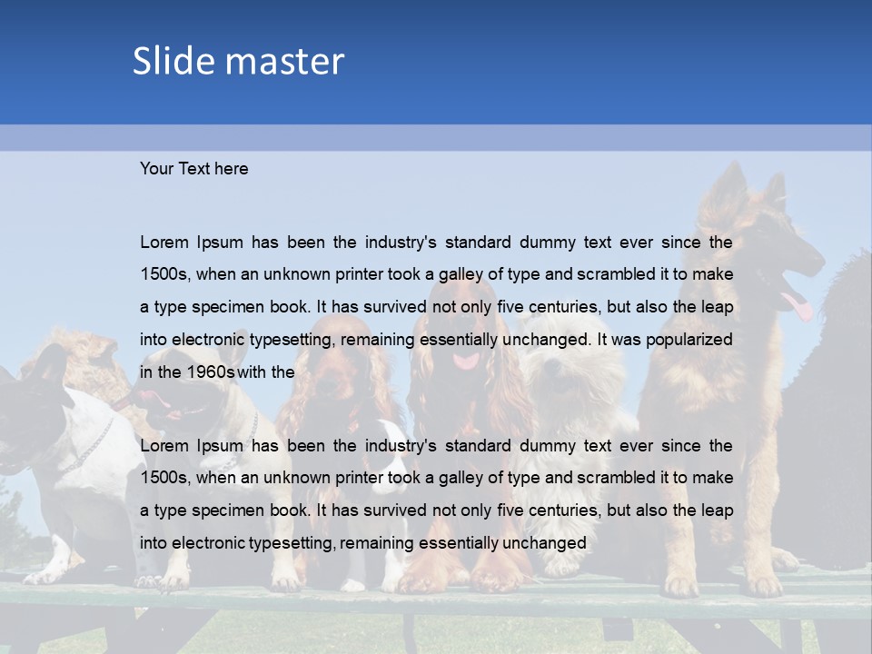 Maltese King Beautiful PowerPoint Template