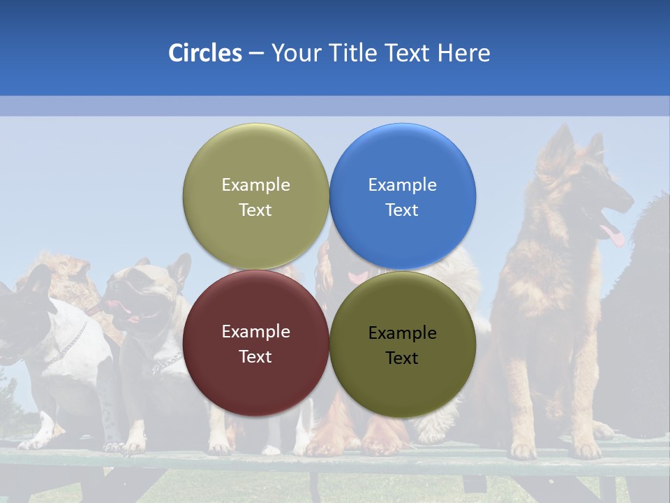 Maltese King Beautiful PowerPoint Template