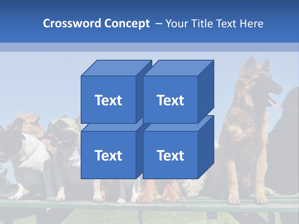 Maltese King Beautiful PowerPoint Template