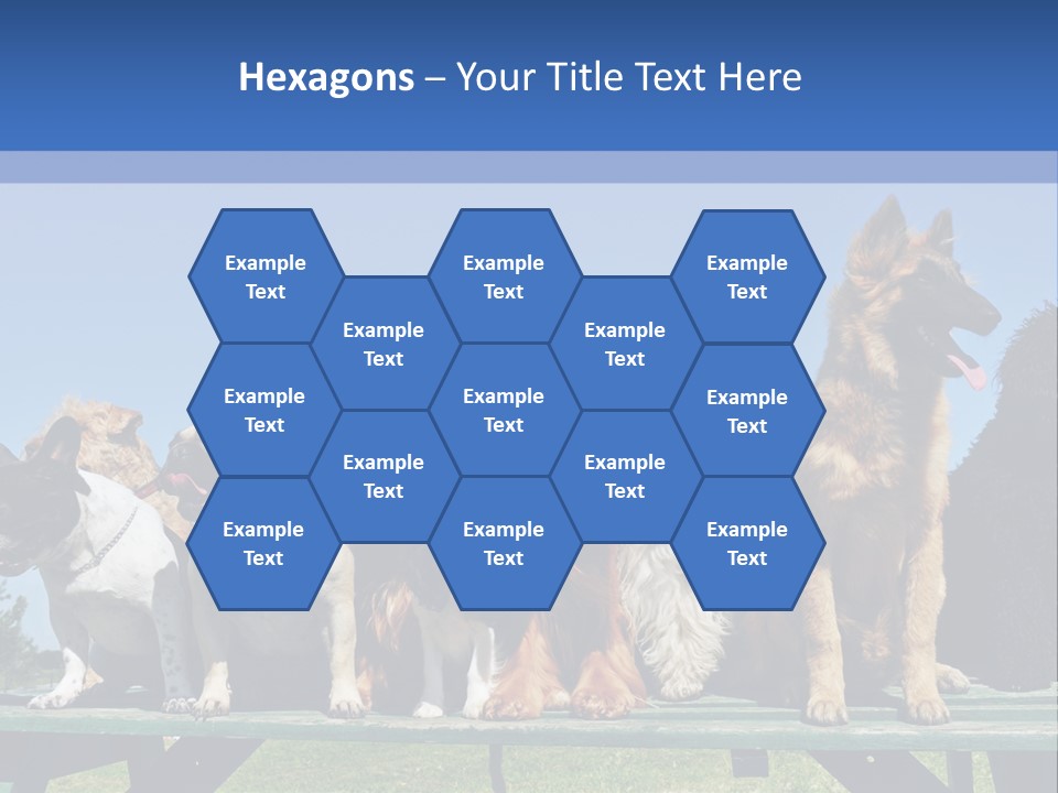 Maltese King Beautiful PowerPoint Template