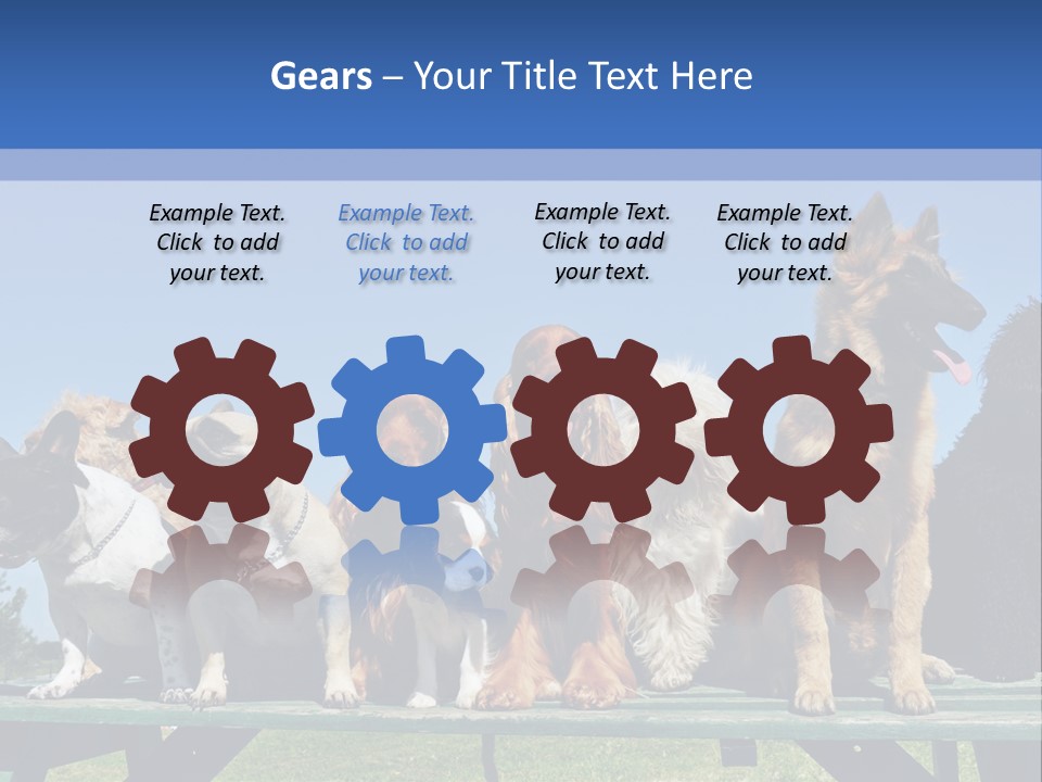 Maltese King Beautiful PowerPoint Template