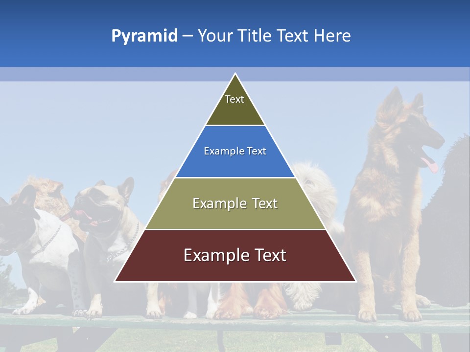 Maltese King Beautiful PowerPoint Template