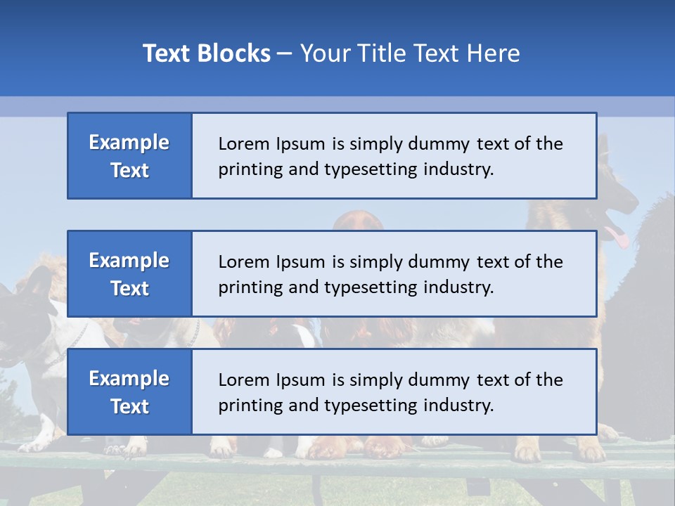 Maltese King Beautiful PowerPoint Template