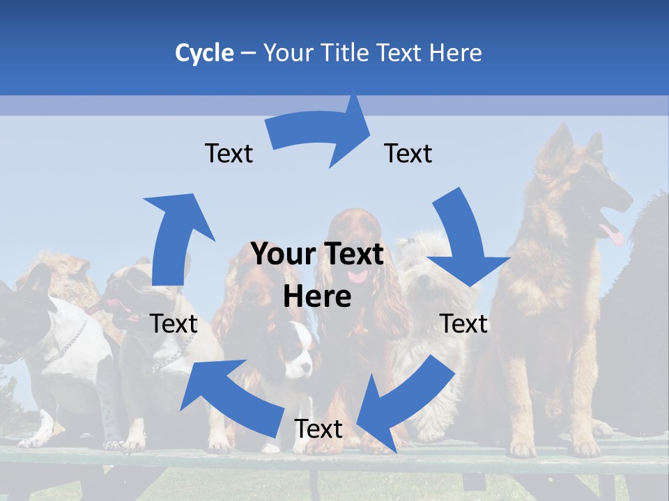 Maltese King Beautiful PowerPoint Template