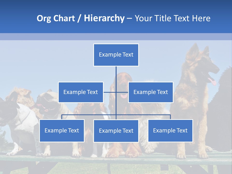 Maltese King Beautiful PowerPoint Template