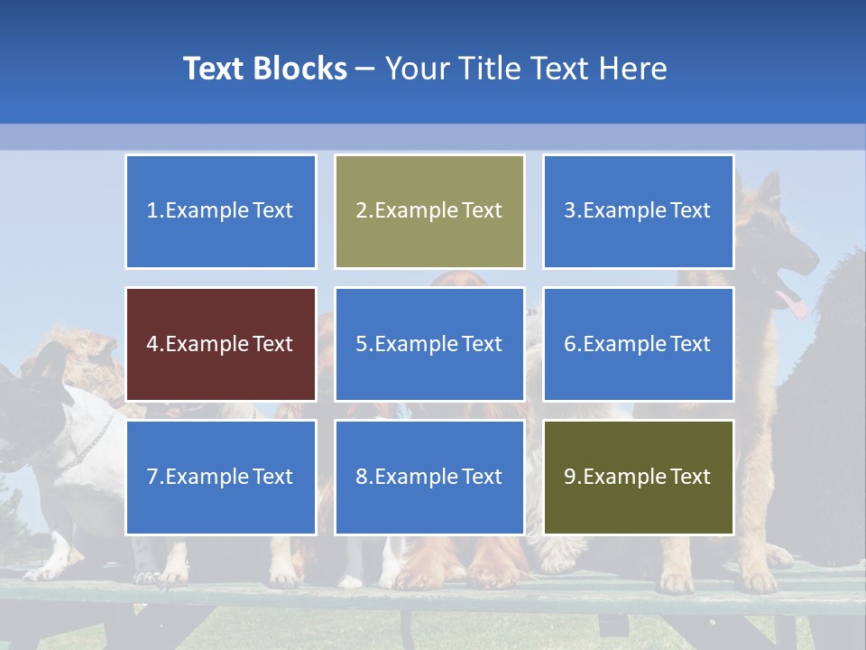 Maltese King Beautiful PowerPoint Template