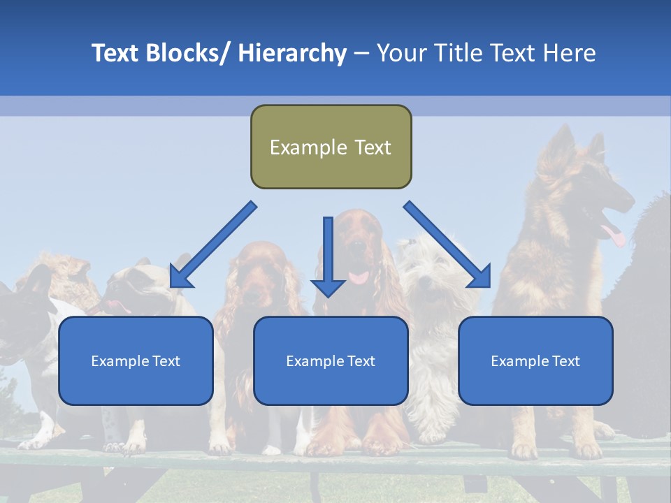 Maltese King Beautiful PowerPoint Template