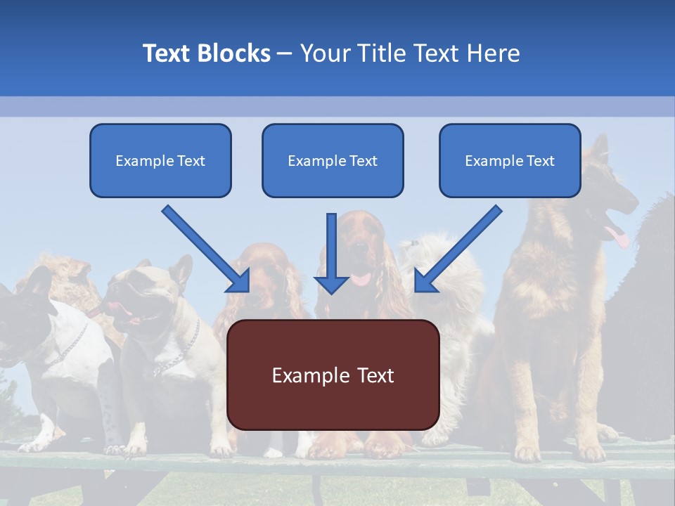 Maltese King Beautiful PowerPoint Template