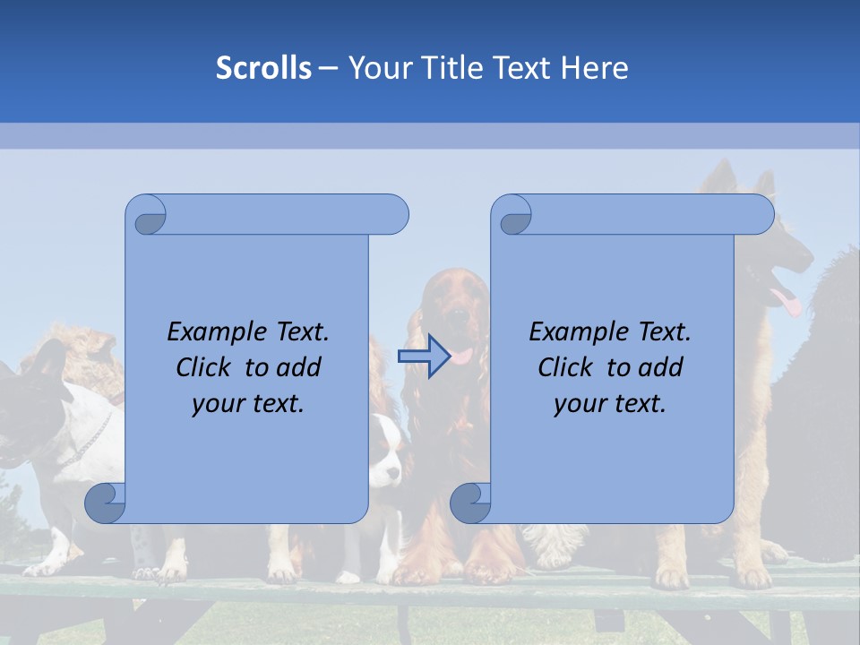Maltese King Beautiful PowerPoint Template