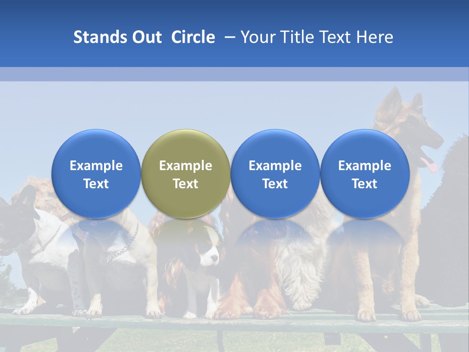 Maltese King Beautiful PowerPoint Template