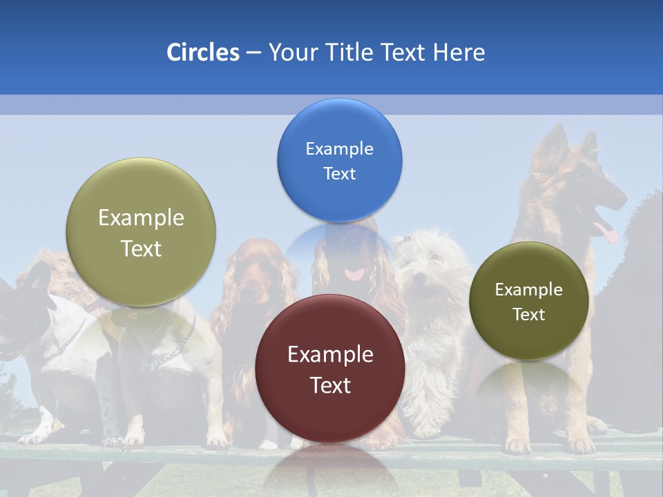 Maltese King Beautiful PowerPoint Template