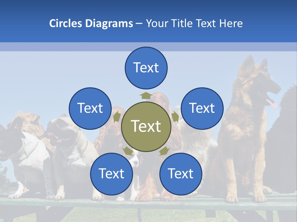 Maltese King Beautiful PowerPoint Template